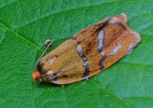 Réf. 336 264 : Ptycholoma lecheana